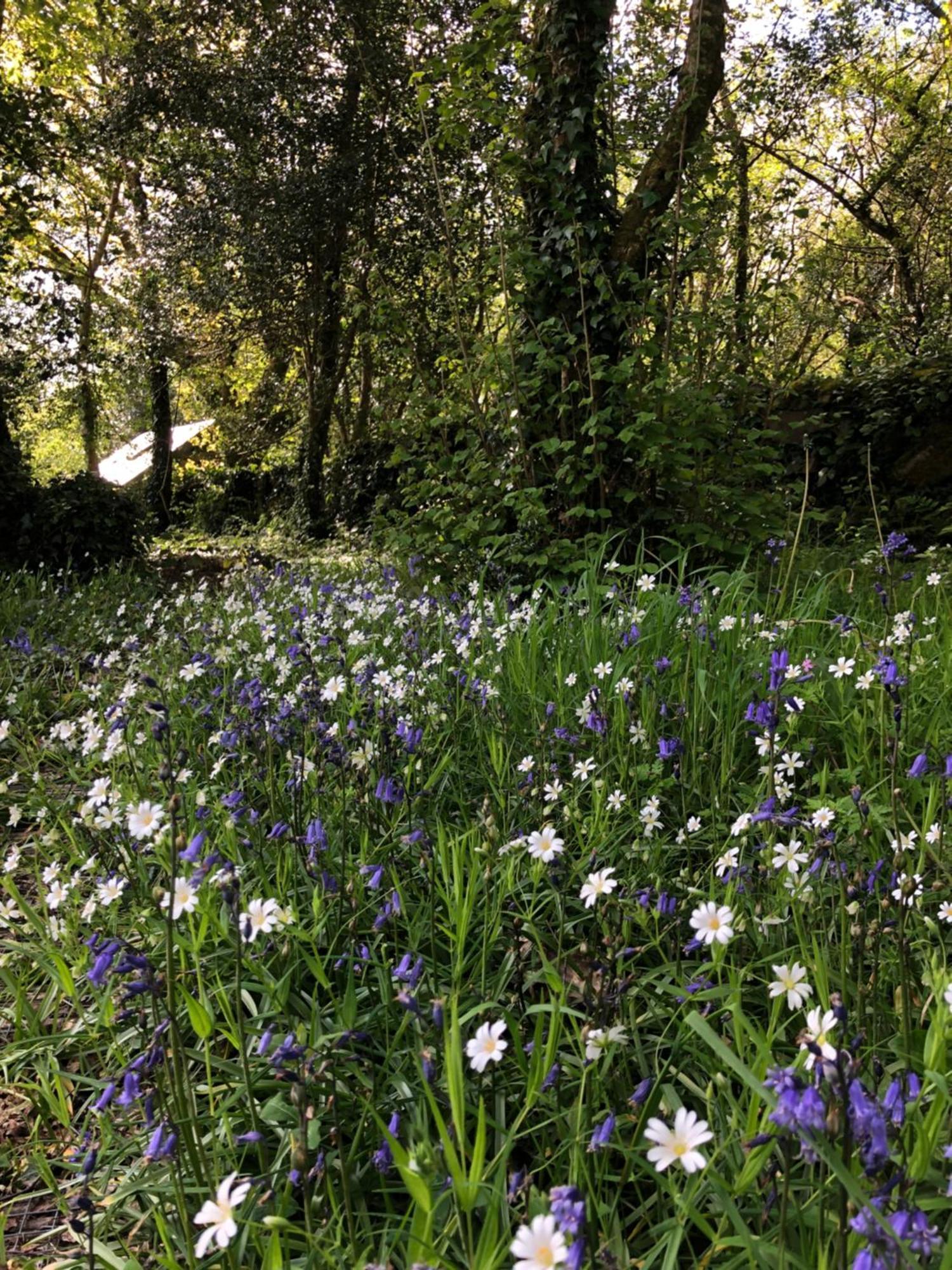 Sligo Forest Retreat Esterno foto