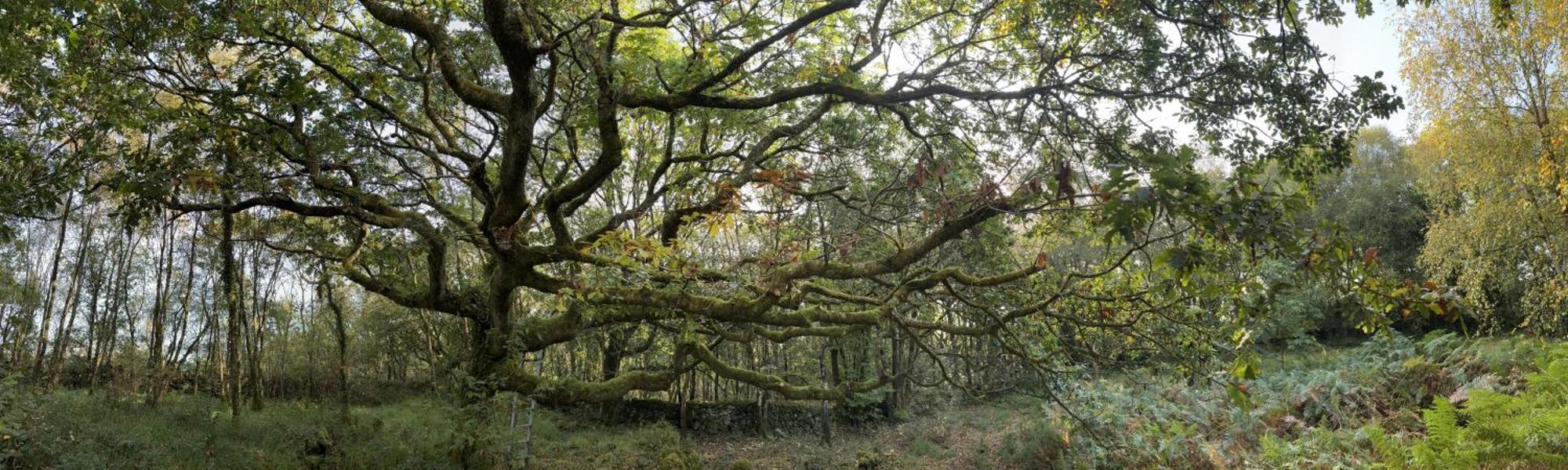 Sligo Forest Retreat Esterno foto